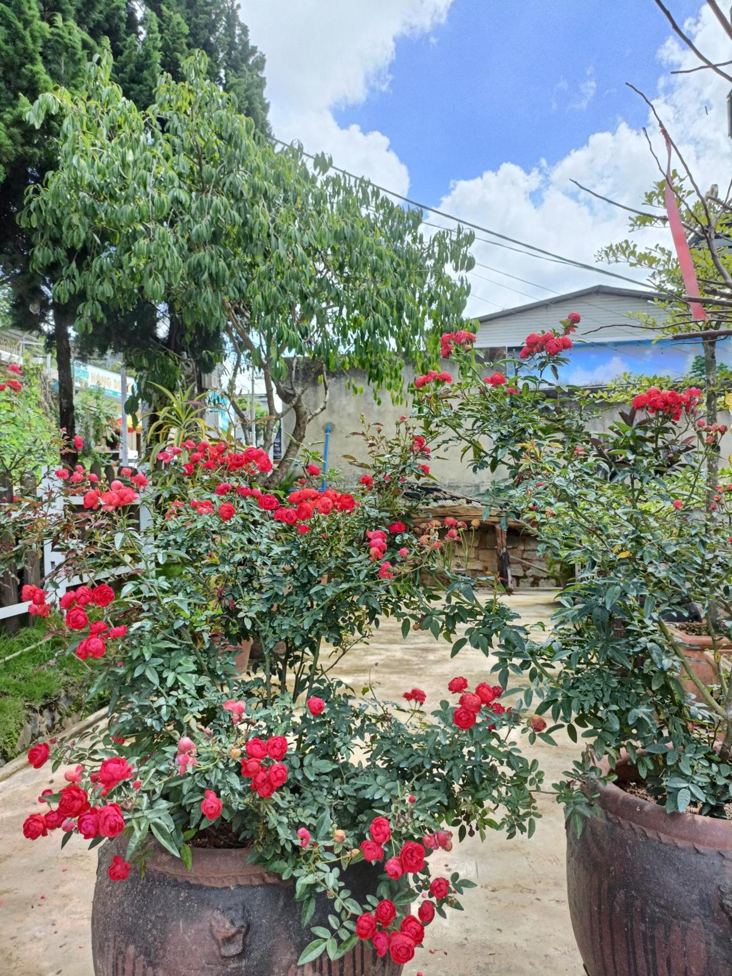 Lalaland Homestay Dalat Eksteriør bilde